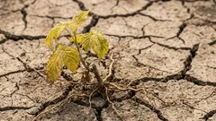 Warum Himbeersetzlinge nach dem Einpflanzen welken: Häufige Fehler von Hobbygärtnern im Frühling