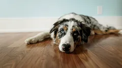 Wie Sie die Lebensqualität Ihres Hundes im Alter erhalten (ohne großen Aufwand)