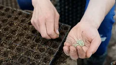 Am besten pflanzt man diese Blume im April.