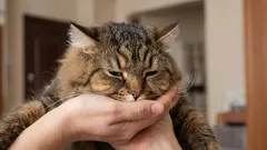 Warum Ihre Katze Sie nicht an der Tür empfängt – und was das bedeuten könnte.