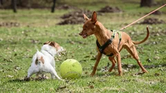 Warum bellt mein Hund und zieht an der Leine, wenn er andere Hunde sieht, und wie kann man dieses aggressive Verhalten eindämmen?